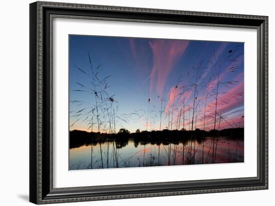 Reeds in a Pen Pond in Richmond Park Silhouetted at Sunset-Alex Saberi-Framed Photographic Print