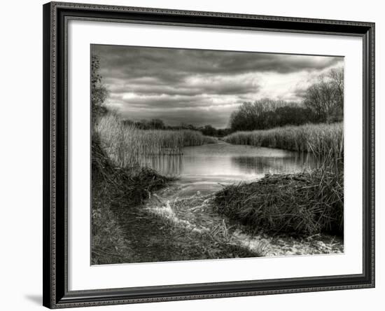 Reeds in Winter-Stephen Arens-Framed Photographic Print