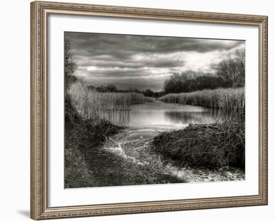 Reeds in Winter-Stephen Arens-Framed Photographic Print