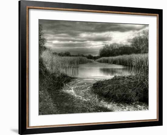 Reeds in Winter-Stephen Arens-Framed Photographic Print