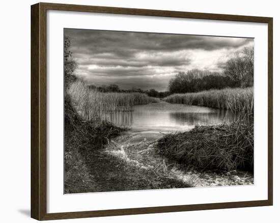 Reeds in Winter-Stephen Arens-Framed Photographic Print