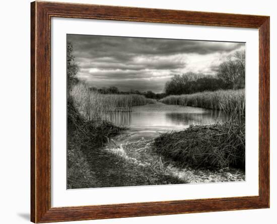 Reeds in Winter-Stephen Arens-Framed Photographic Print