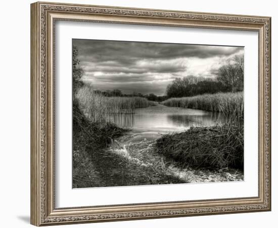 Reeds in Winter-Stephen Arens-Framed Photographic Print