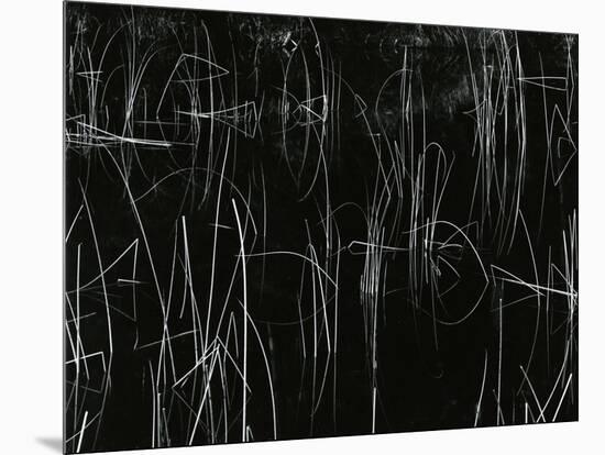 Reeds, Oregon, 1975-Brett Weston-Mounted Premium Photographic Print