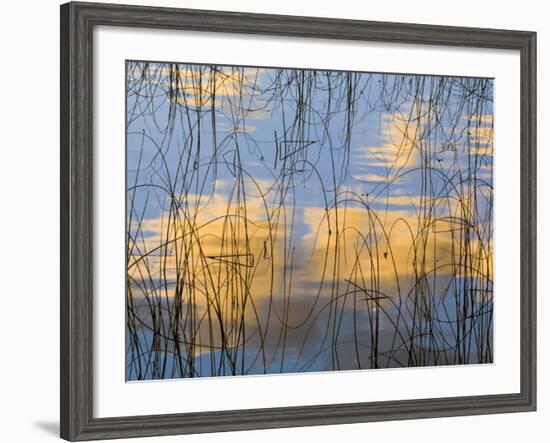 Reeds Silhouetted, Spencer Lake, Whitefish, Montana, USA-Chuck Haney-Framed Photographic Print