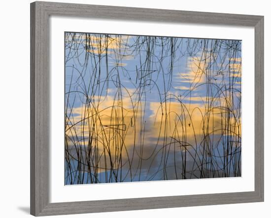 Reeds Silhouetted, Spencer Lake, Whitefish, Montana, USA-Chuck Haney-Framed Photographic Print