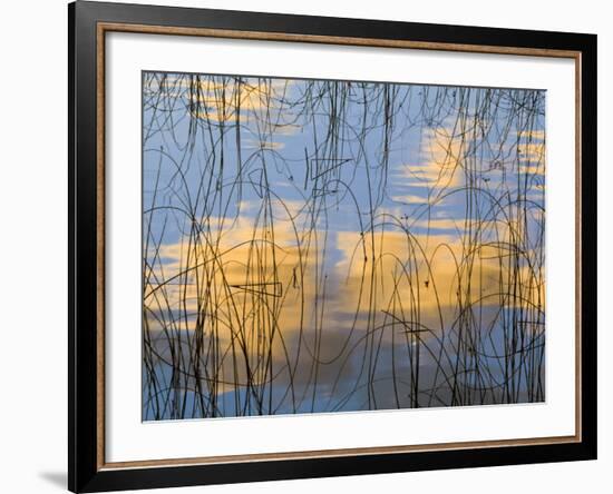 Reeds Silhouetted, Spencer Lake, Whitefish, Montana, USA-Chuck Haney-Framed Photographic Print