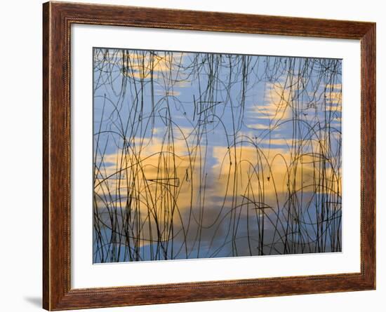 Reeds Silhouetted, Spencer Lake, Whitefish, Montana, USA-Chuck Haney-Framed Photographic Print