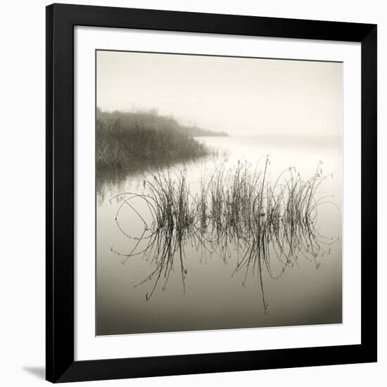 Reeds-Michael Kahn-Framed Giclee Print