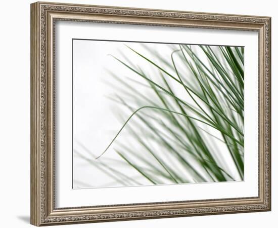 Reeds-Nicole Katano-Framed Photo