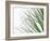 Reeds-Nicole Katano-Framed Photo