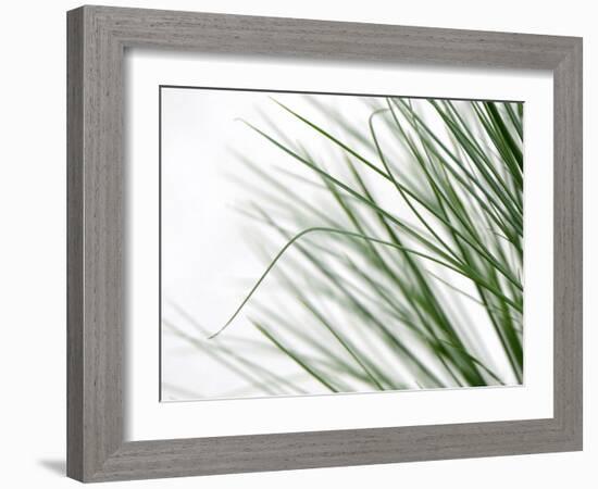 Reeds-Nicole Katano-Framed Photo