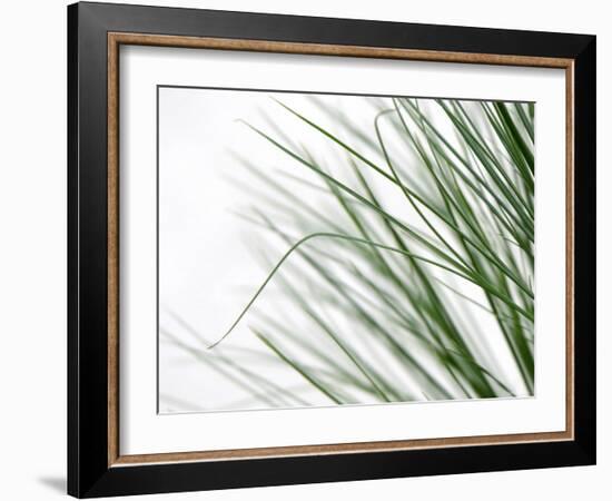 Reeds-Nicole Katano-Framed Photo