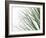 Reeds-Nicole Katano-Framed Photo