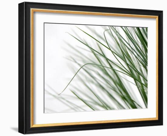 Reeds-Nicole Katano-Framed Photo