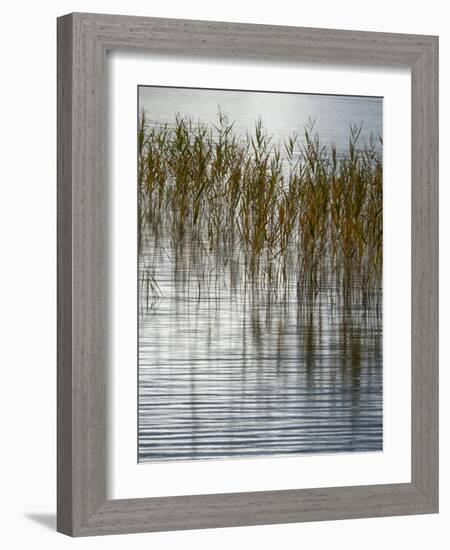 Reeds-Doug Chinnery-Framed Photographic Print