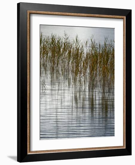 Reeds-Doug Chinnery-Framed Photographic Print