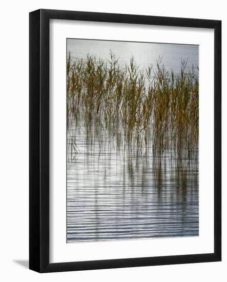 Reeds-Doug Chinnery-Framed Photographic Print