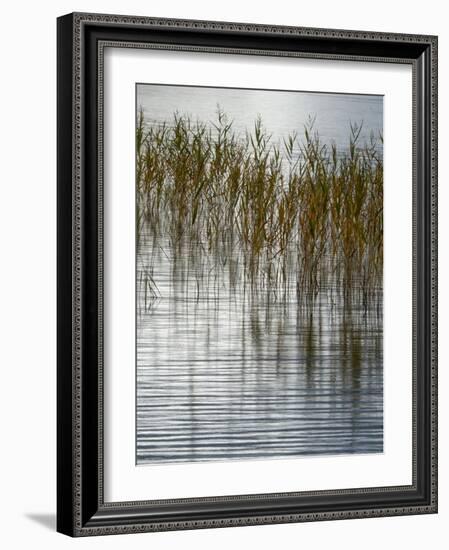 Reeds-Doug Chinnery-Framed Photographic Print