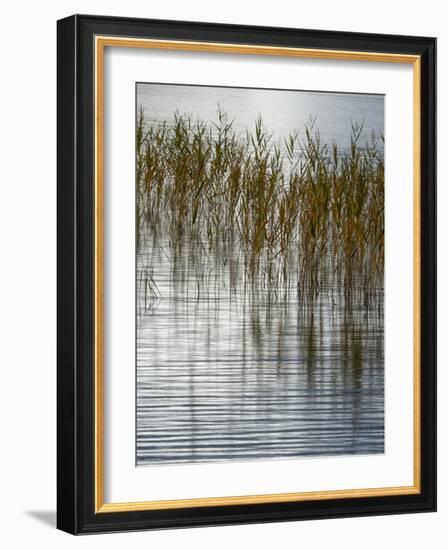 Reeds-Doug Chinnery-Framed Photographic Print