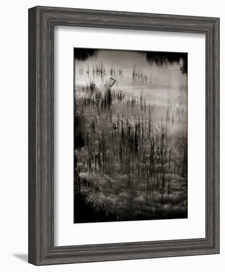 Reeds-Lydia Marano-Framed Photographic Print