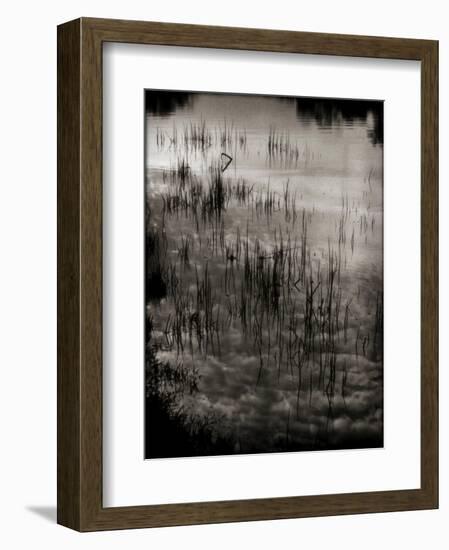 Reeds-Lydia Marano-Framed Photographic Print