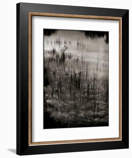 Reeds-Lydia Marano-Framed Photographic Print