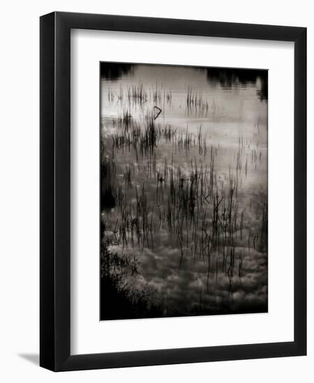 Reeds-Lydia Marano-Framed Photographic Print