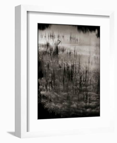 Reeds-Lydia Marano-Framed Photographic Print