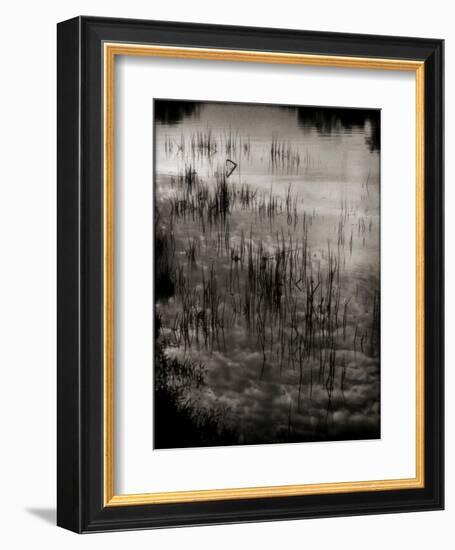 Reeds-Lydia Marano-Framed Photographic Print