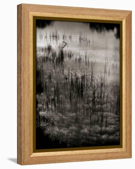 Reeds-Lydia Marano-Framed Premier Image Canvas