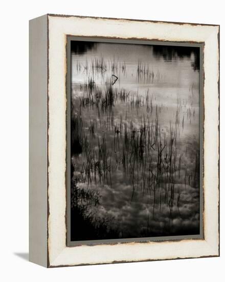 Reeds-Lydia Marano-Framed Premier Image Canvas