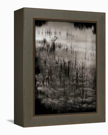 Reeds-Lydia Marano-Framed Premier Image Canvas