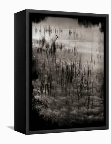 Reeds-Lydia Marano-Framed Premier Image Canvas