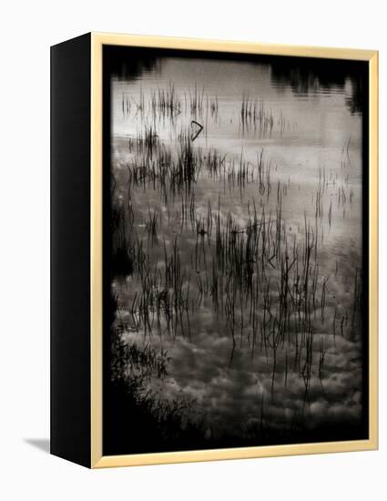 Reeds-Lydia Marano-Framed Premier Image Canvas