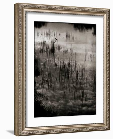 Reeds-Lydia Marano-Framed Photographic Print