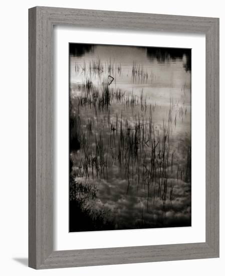 Reeds-Lydia Marano-Framed Photographic Print