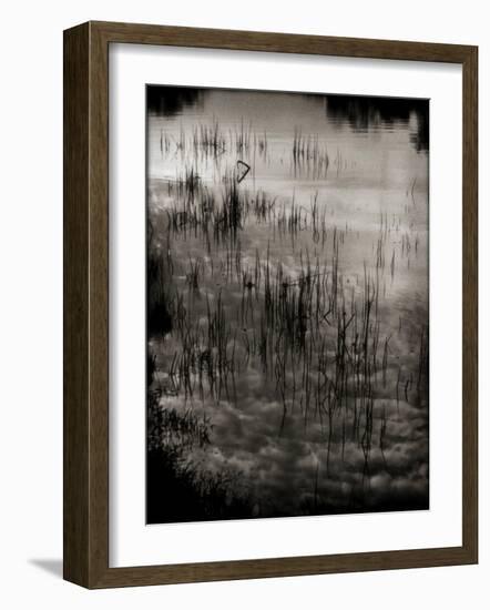 Reeds-Lydia Marano-Framed Photographic Print