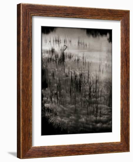 Reeds-Lydia Marano-Framed Photographic Print