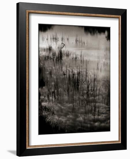 Reeds-Lydia Marano-Framed Photographic Print