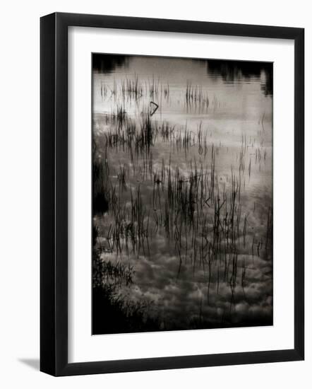 Reeds-Lydia Marano-Framed Photographic Print