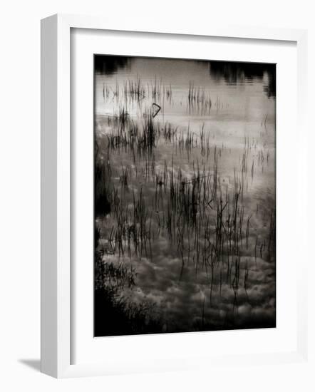 Reeds-Lydia Marano-Framed Photographic Print