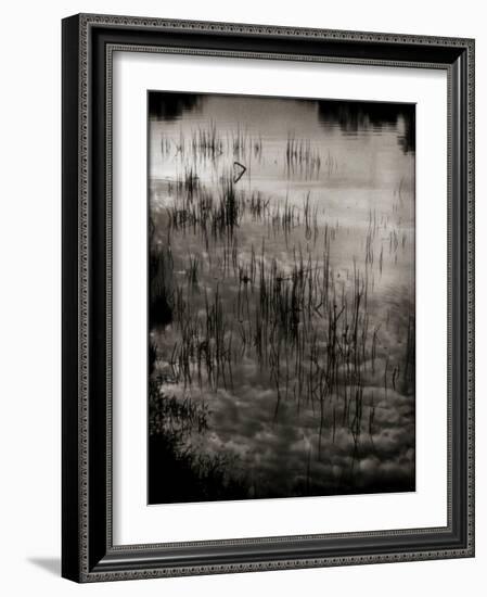 Reeds-Lydia Marano-Framed Photographic Print