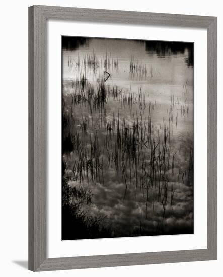 Reeds-Lydia Marano-Framed Photographic Print