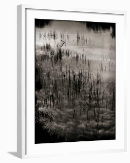 Reeds-Lydia Marano-Framed Photographic Print