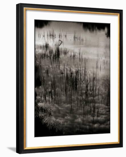 Reeds-Lydia Marano-Framed Photographic Print