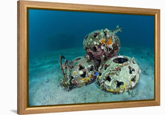 Reef Balls on the Sea Bed, Indonesia-Matthew Oldfield-Framed Premier Image Canvas