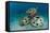 Reef Balls on the Sea Bed, Indonesia-Matthew Oldfield-Framed Premier Image Canvas