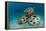 Reef Balls on the Sea Bed, Indonesia-Matthew Oldfield-Framed Premier Image Canvas