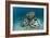 Reef Balls on the Sea Bed, Indonesia-Matthew Oldfield-Framed Photographic Print